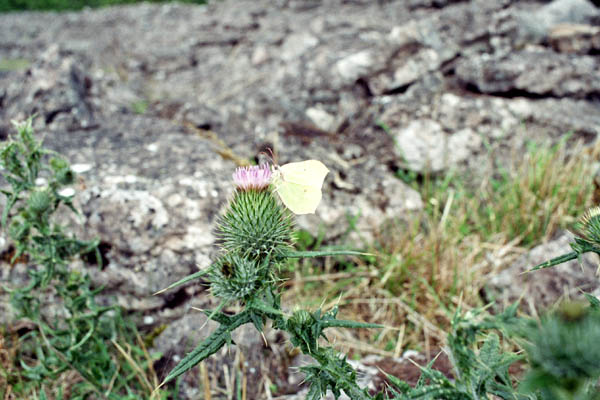 f012_12A